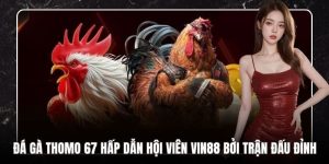 Đá Gà Thomo 67 Hấp Dẫn Hội Viên VB88 Bởi Trận Đấu Đỉnh