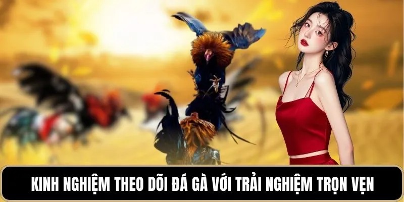 Kinh nghiệm theo dõi đá gà với trải nghiệm trọn vẹn