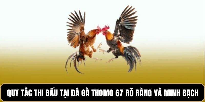 Quy tắc thi đấu tại đá gà Thomo 67 rõ ràng và minh bạch