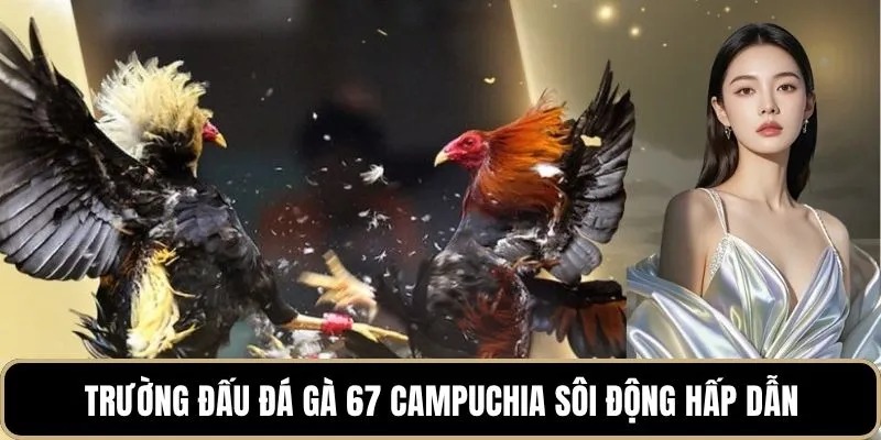 Trường đấu đá gà 67 Campuchia sôi động hấp dẫn